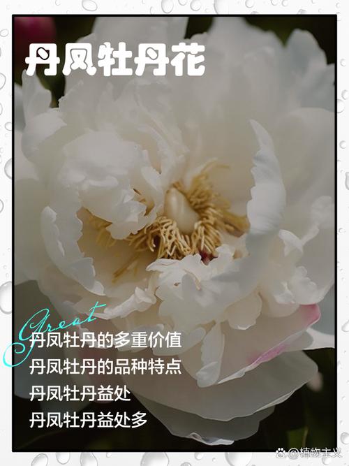 单瓣牡丹有哪些常见品种名称？-第3张图片-宁夏农业信息网