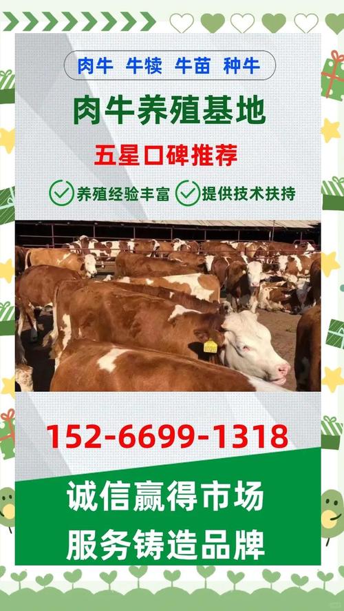 西门塔尔牛改良如何鉴定？-第2张图片-宁夏农业信息网