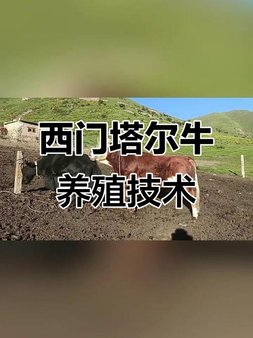 西门塔尔牛改良如何鉴定？-第3张图片-宁夏农业信息网