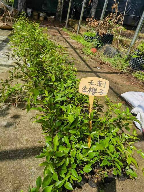 金樱子扦插生根最快方法-第2张图片-宁夏农业信息网