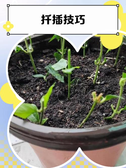 金樱子扦插生根最快方法-第1张图片-宁夏农业信息网