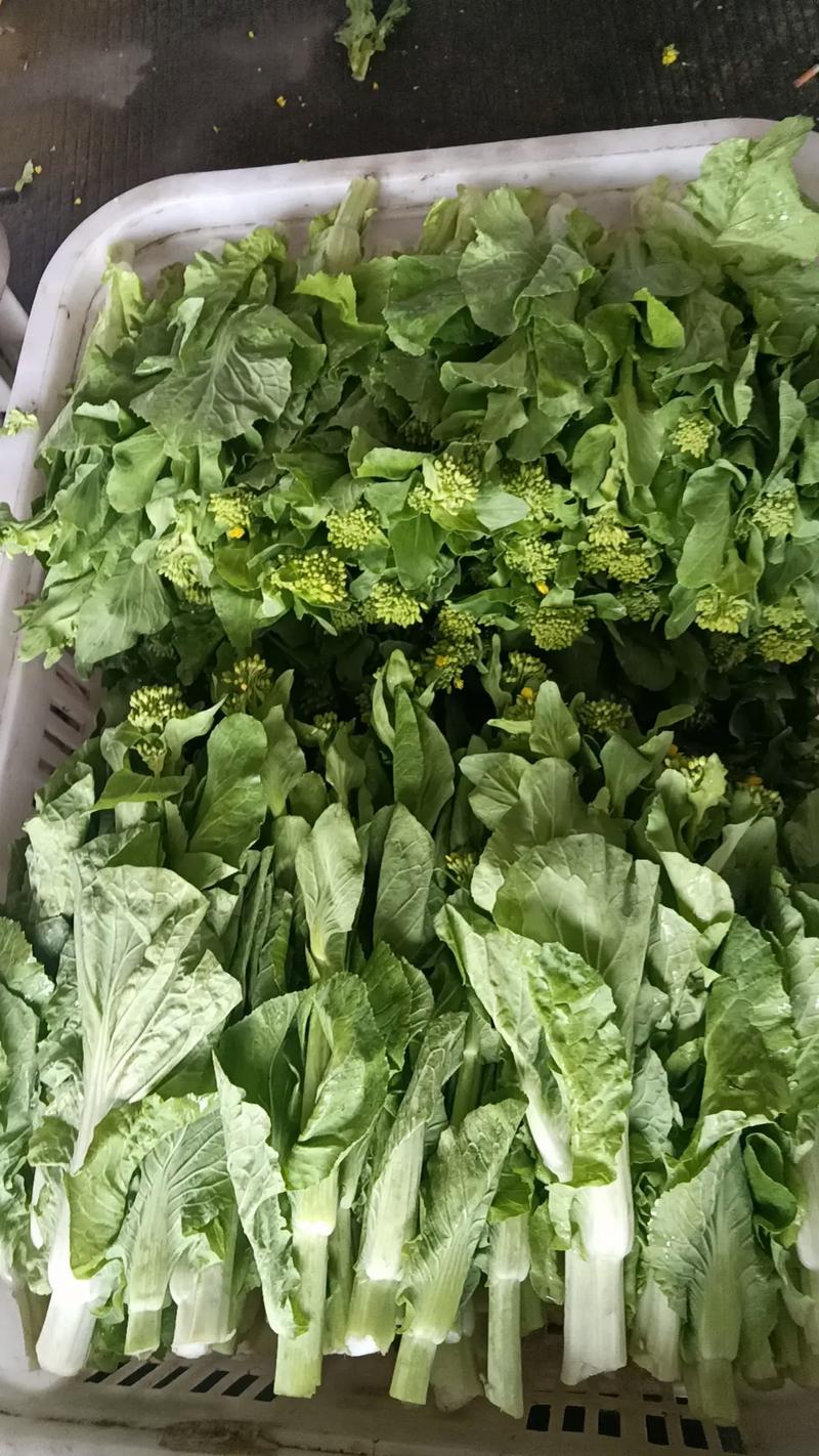 小白菜苔品种有哪些?看图识品种全解析。-第1张图片-宁夏农业信息网 小白菜苔品种有哪些?看图识品种全解析。-第1张图片-宁夏农业信息网