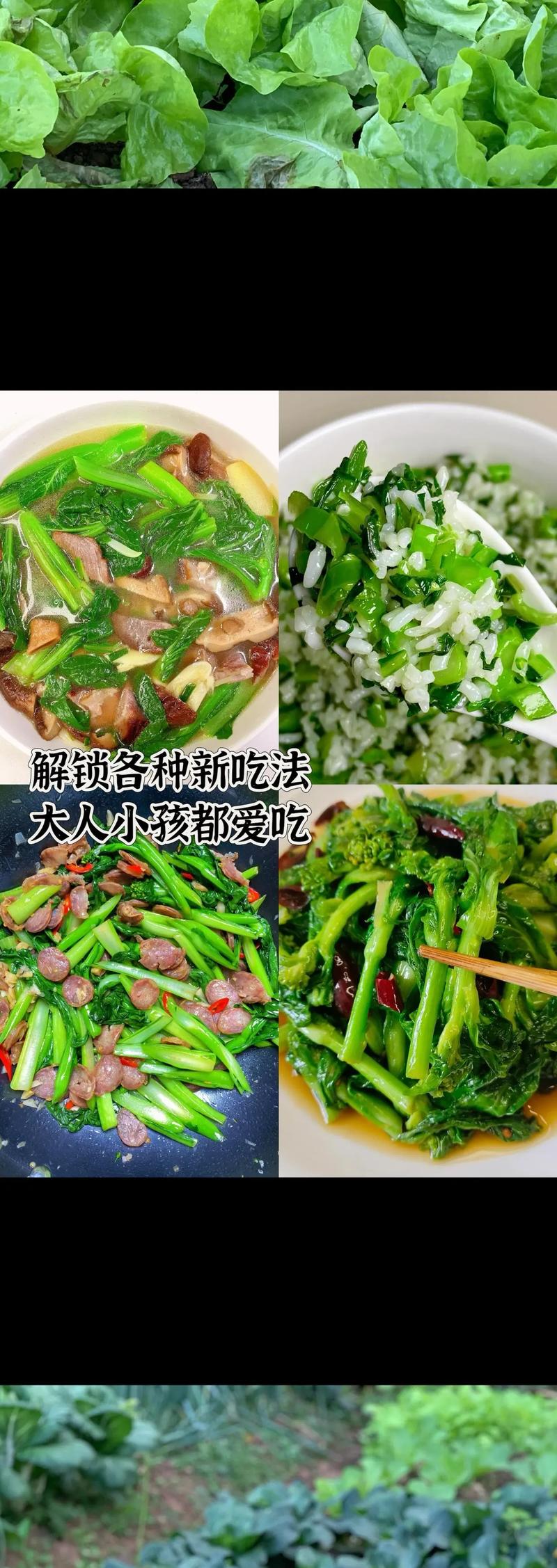 小白菜苔品种有哪些?看图识品种全解析。-第2张图片-宁夏农业信息网 小白菜苔品种有哪些?看图识品种全解析。-第2张图片-宁夏农业信息网