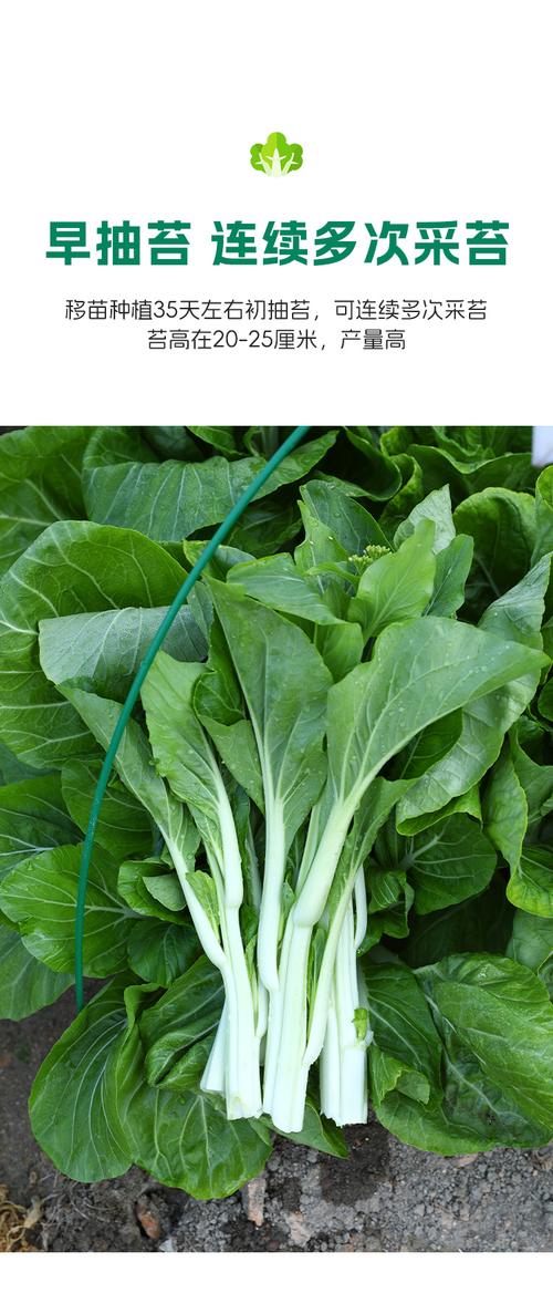 小白菜苔品种有哪些？看图识品种全解析。-第3张图片-宁夏农业信息网