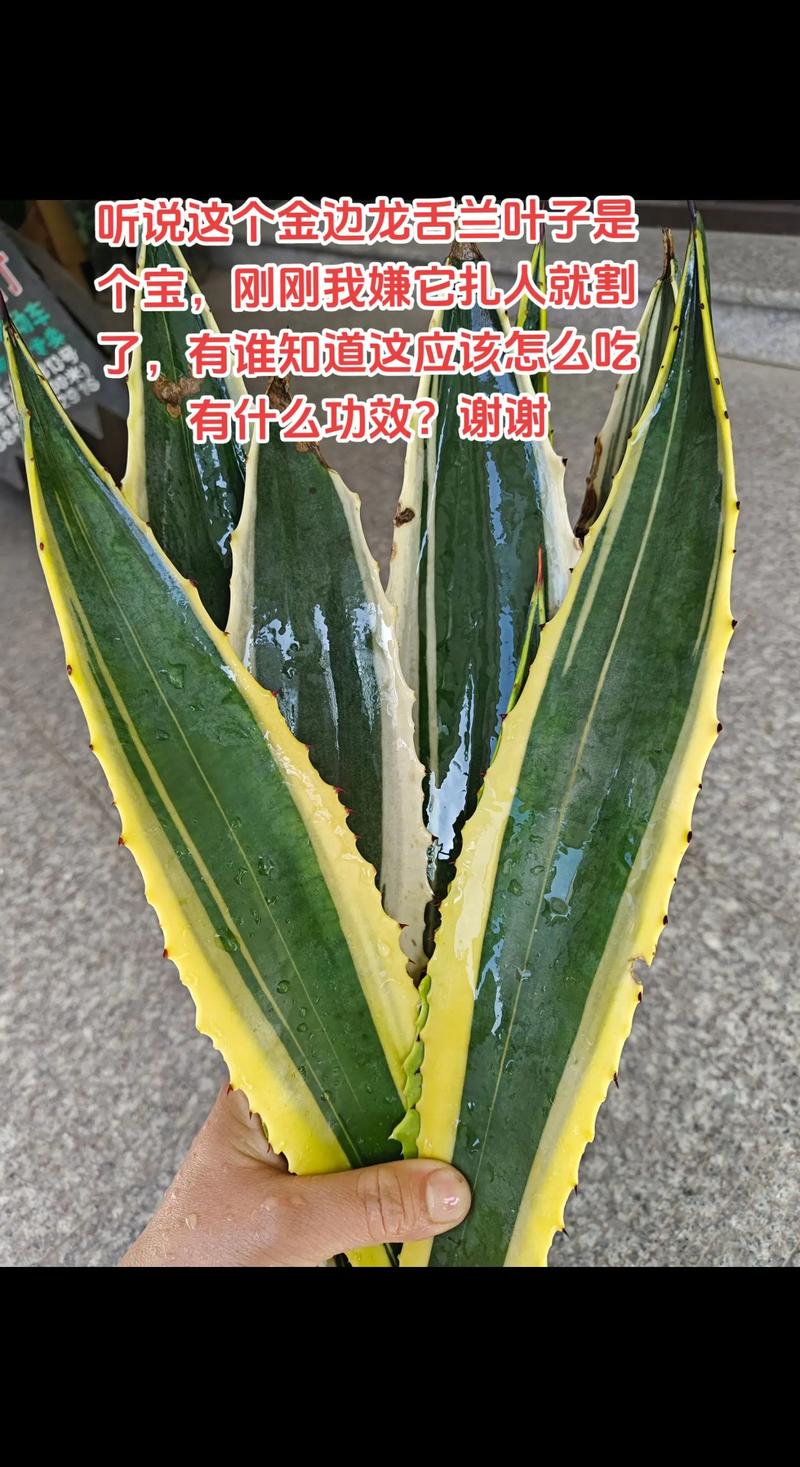 金边龙舌兰秋季怎么养护才好？-第1张图片-宁夏农业信息网