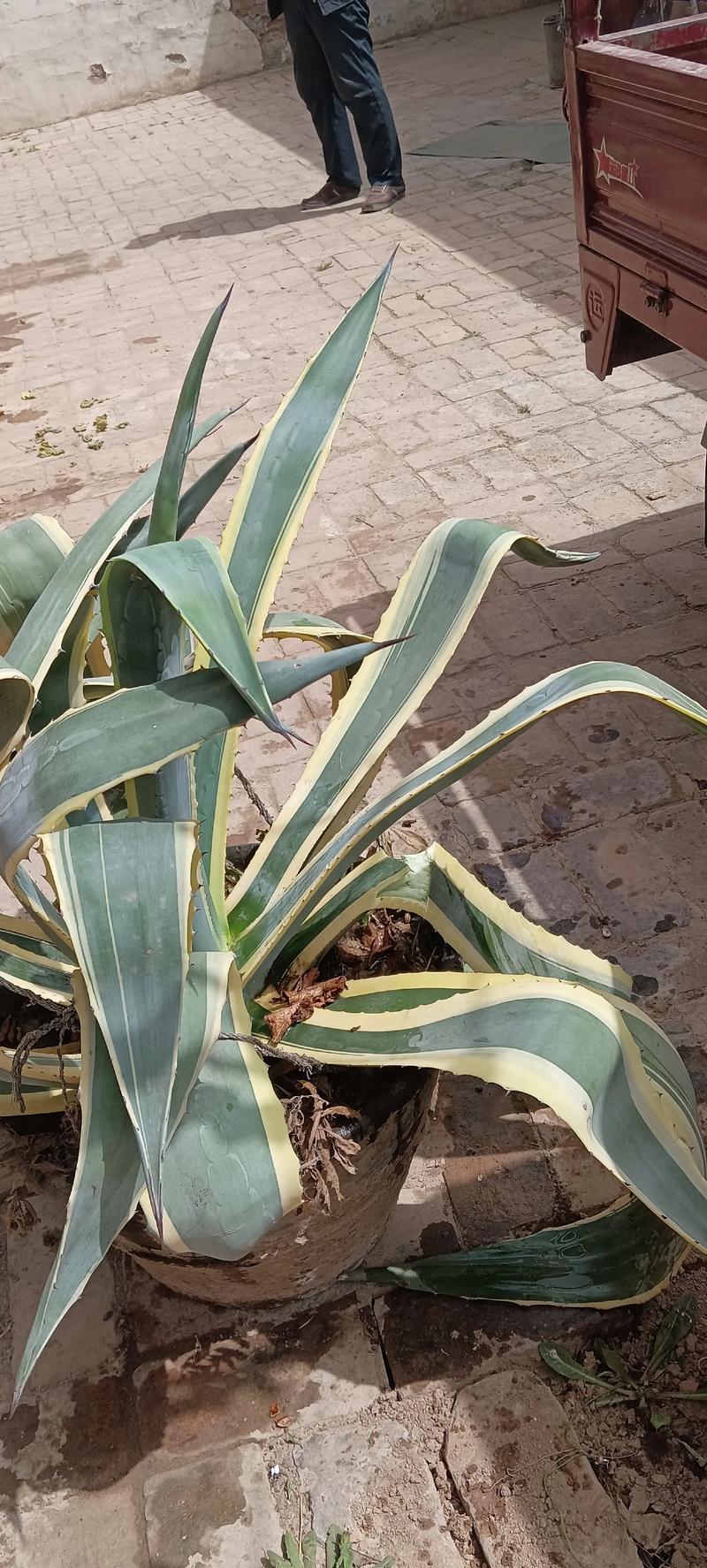 金边龙舌兰秋季怎么养护才好？-第2张图片-宁夏农业信息网