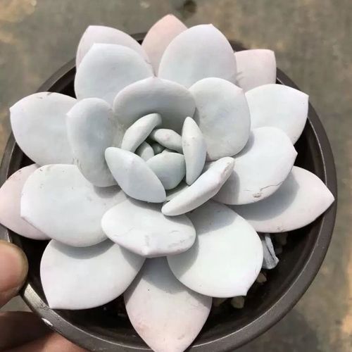 雪莲多肉授粉方法有哪些步骤？-第2张图片-宁夏农业信息网