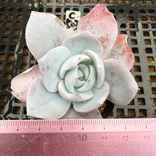 雪莲多肉授粉方法有哪些步骤？-第1张图片-宁夏农业信息网