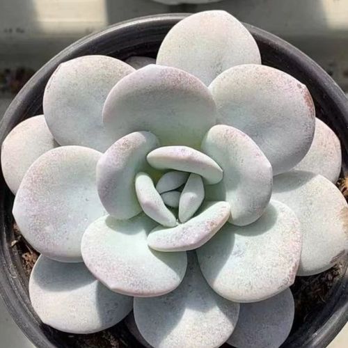 雪莲多肉授粉方法有哪些步骤？-第3张图片-宁夏农业信息网