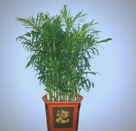 夏威夷椰子冬季怎么养才安全？-第1张图片-宁夏农业信息网