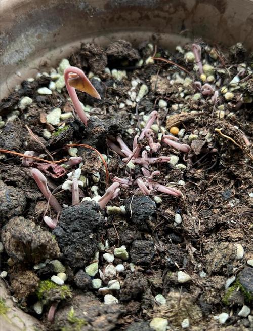 仙客来种子催芽视频怎么操作？-第1张图片-宁夏农业信息网