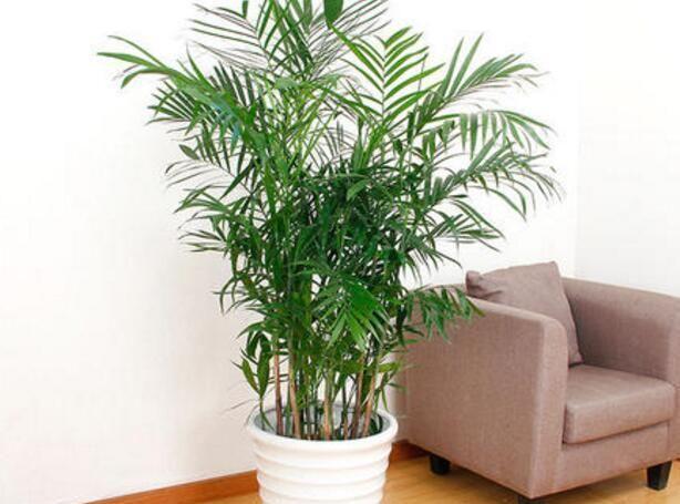 夏威夷椰子冬季怎么养才安全？-第3张图片-宁夏农业信息网