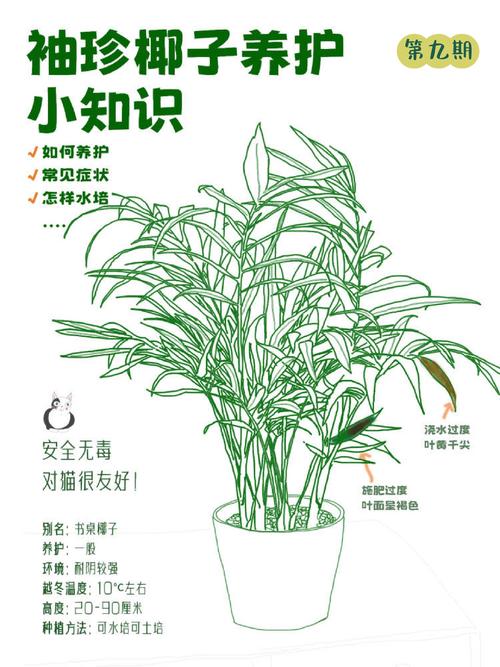 夏威夷椰子冬季怎么养才安全？-第2张图片-宁夏农业信息网