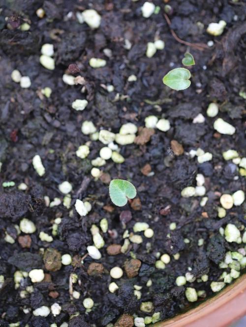 仙客来种子催芽视频怎么操作？-第2张图片-宁夏农业信息网