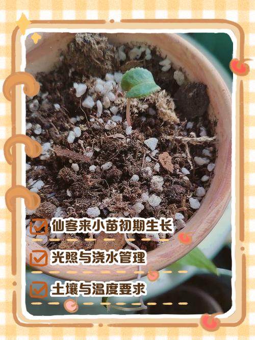 仙客来种子催芽视频怎么操作？-第3张图片-宁夏农业信息网