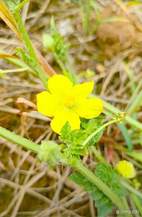 西瓜花无籽品种有哪些-第1张图片-宁夏农业信息网