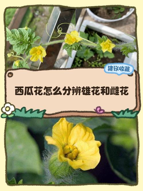 西瓜花无籽品种有哪些-第3张图片-宁夏农业信息网