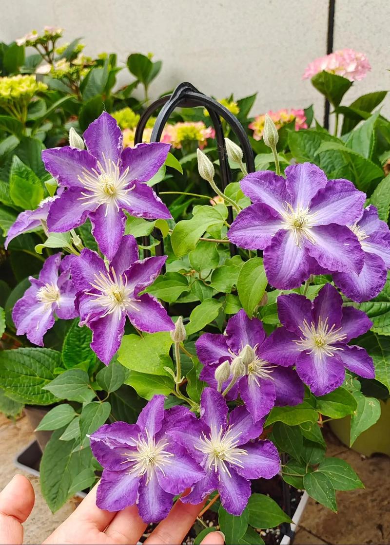 铁线莲哪个品种生长速度最快？-第1张图片-宁夏农业信息网