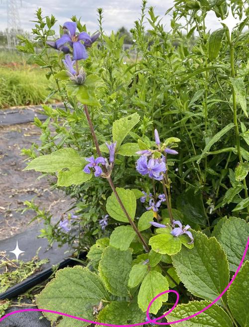 铁线莲哪个品种生长速度最快？-第3张图片-宁夏农业信息网