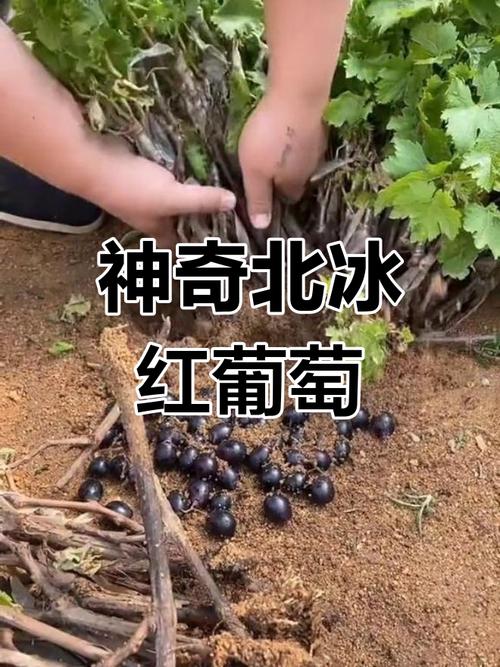 北冰红葡萄品种哪个好？-第2张图片-宁夏农业信息网