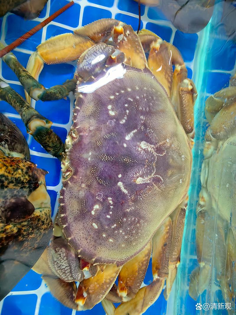 天津水产公司的面包蟹有何特色？-第3张图片-宁夏农业信息网