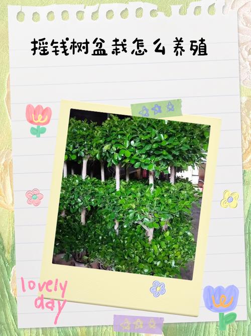 草本摇钱树怎么养？-第1张图片-宁夏农业信息网