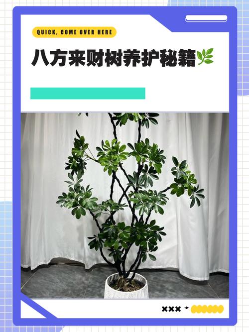 草本摇钱树怎么养？-第2张图片-宁夏农业信息网