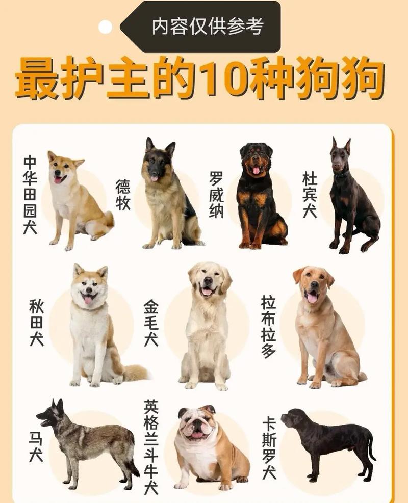 哪些狗品种能被用作肉狗？-第2张图片-宁夏农业信息网