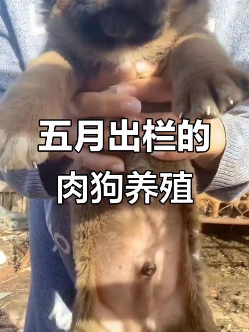 哪些狗品种能被用作肉狗？-第1张图片-宁夏农业信息网