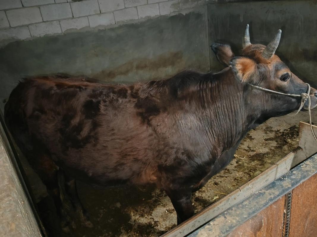 土种母牛能配品种牛吗？-第1张图片-宁夏农业信息网