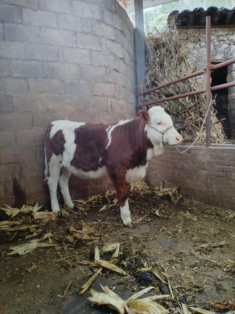 土种母牛能配品种牛吗？-第2张图片-宁夏农业信息网