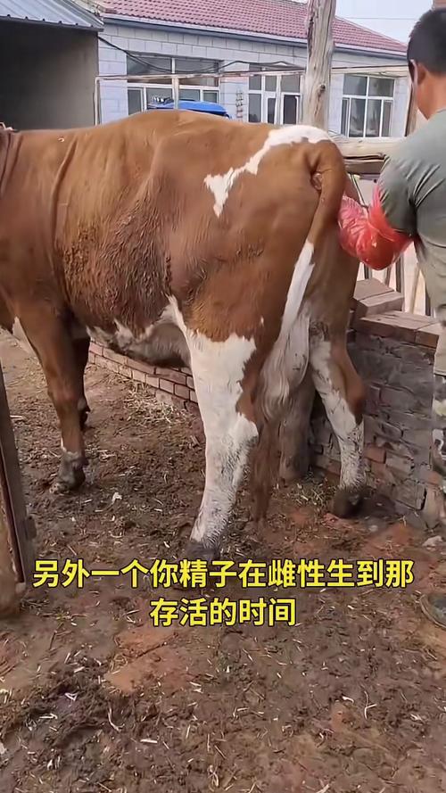 土种母牛能配品种牛吗？-第3张图片-宁夏农业信息网