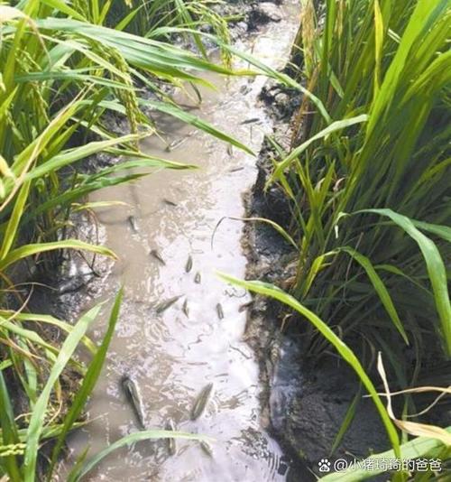 旭日水产泥鳅养殖基地-第1张图片-宁夏农业信息网 旭日水产泥鳅养殖基地-第1张图片-宁夏农业信息网