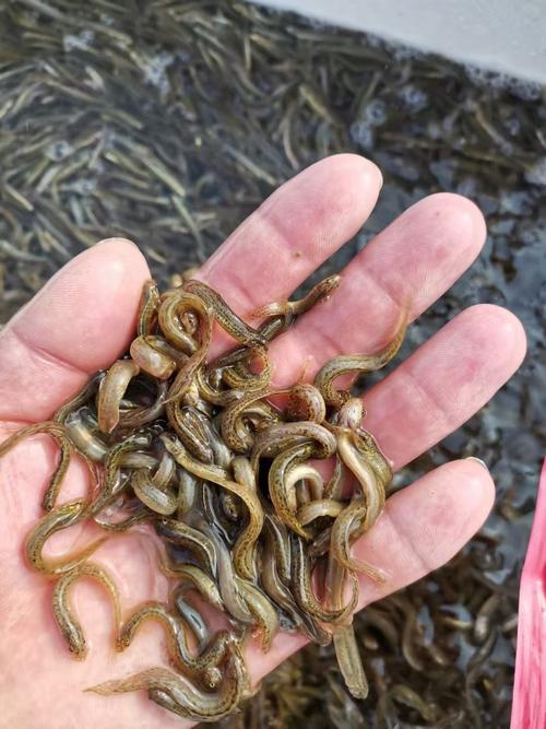 旭日水产泥鳅养殖基地-第2张图片-宁夏农业信息网 旭日水产泥鳅养殖基地-第2张图片-宁夏农业信息网