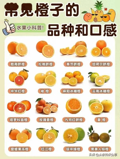 哪种脐橙品种最好吃？-第1张图片-宁夏农业信息网