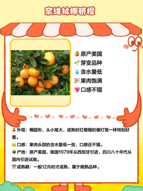 哪种脐橙品种最好吃？-第2张图片-宁夏农业信息网