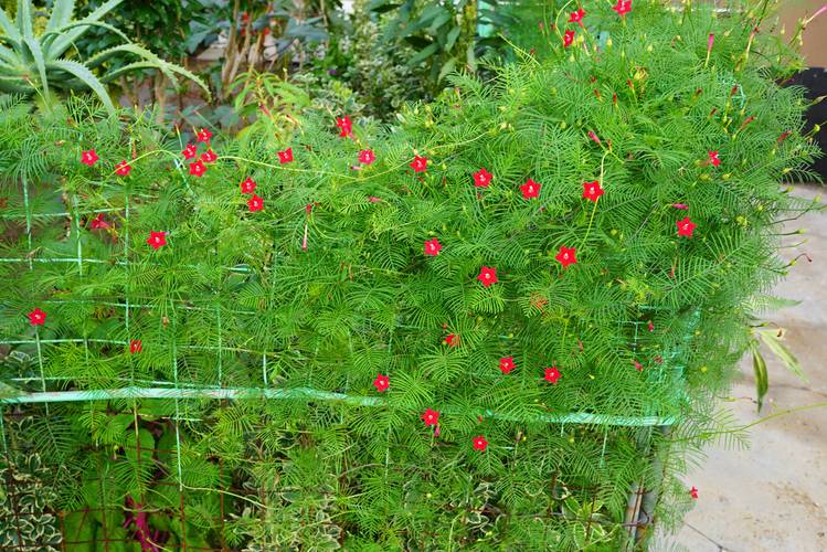 茑萝怎么养？养护方法有哪些要点？-第1张图片-宁夏农业信息网