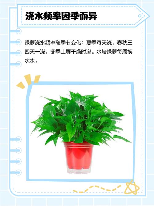 绿萝怎么养？浇水有哪些讲究？-第2张图片-宁夏农业信息网