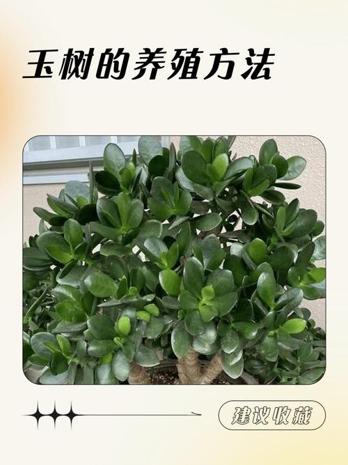 玉树怎么养才能爆盆又旺？-第1张图片-宁夏农业信息网