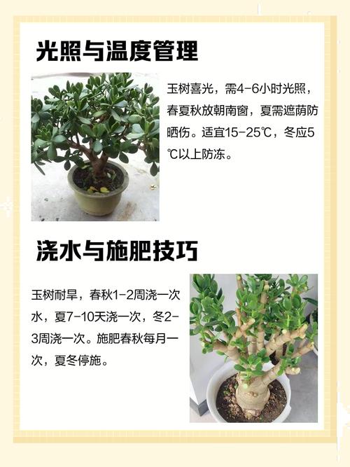 玉树怎么养才能爆盆又旺？-第2张图片-宁夏农业信息网