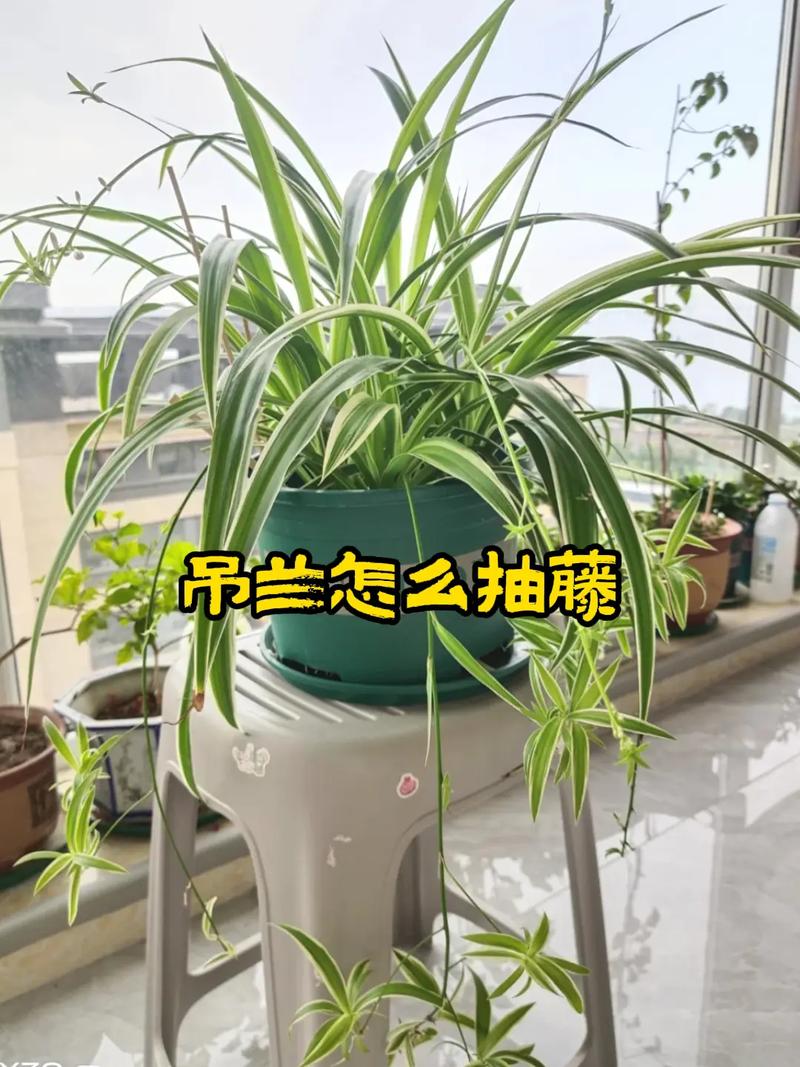 吊兰怎么养？浇水有哪些讲究？-第1张图片-宁夏农业信息网