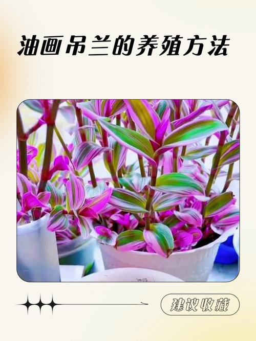 吊兰怎么养？浇水有哪些讲究？-第2张图片-宁夏农业信息网