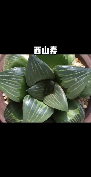 寿中品种有哪些？-第1张图片-宁夏农业信息网