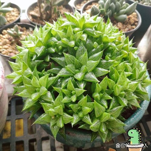 寿中品种有哪些？-第3张图片-宁夏农业信息网