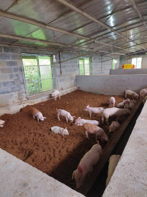 发酵床养猪怎么制作？图解步骤有哪些？-第2张图片-宁夏农业信息网