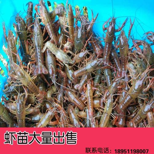 盱眙龙虾养殖技术要点有哪些？-第1张图片-宁夏农业信息网