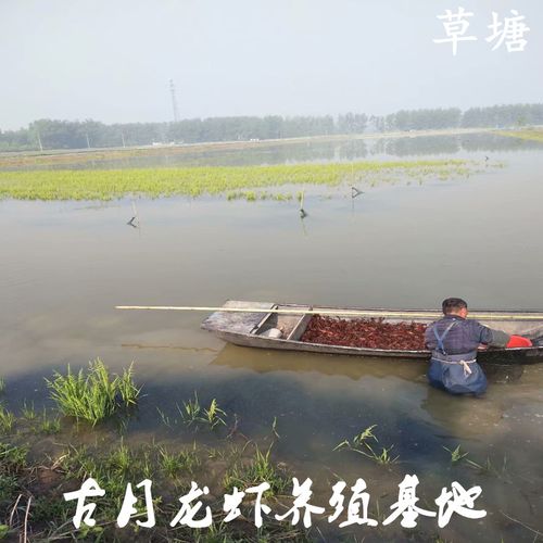 盱眙龙虾养殖技术要点有哪些？-第2张图片-宁夏农业信息网