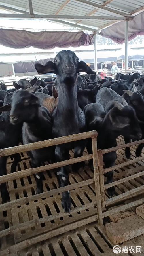 啥品种羊繁殖快利润好？-第2张图片-宁夏农业信息网