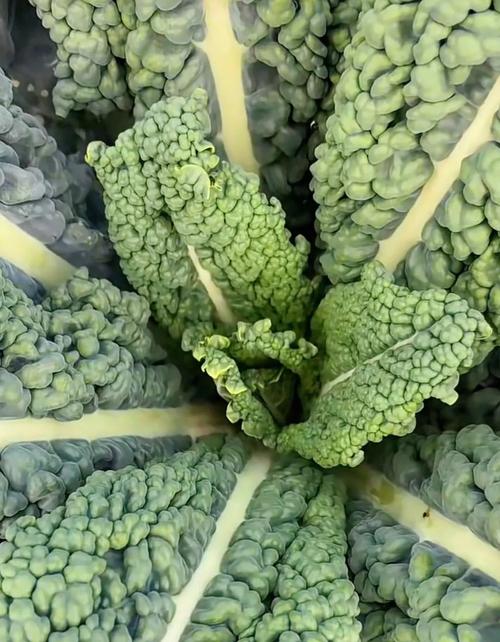 深色绿叶菜品种有哪些？-第1张图片-宁夏农业信息网