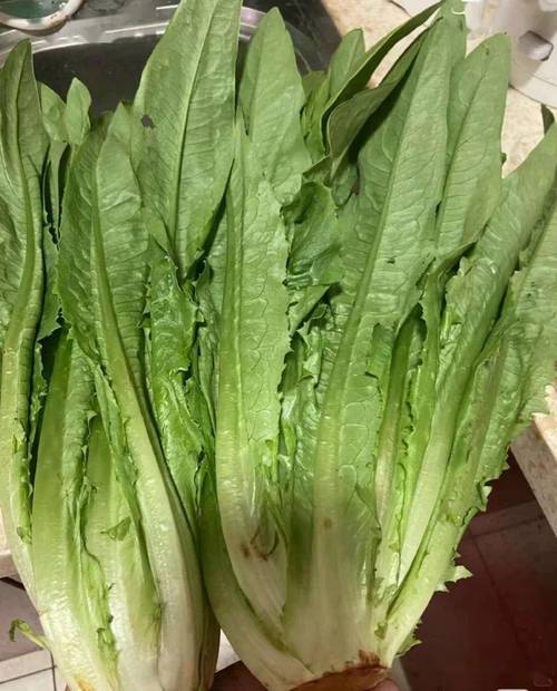 深色绿叶菜品种有哪些？-第3张图片-宁夏农业信息网